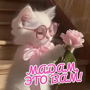 Стикербум_кошки — стикер для MAX