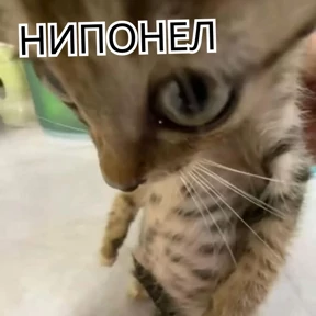 Стикербум_кошки — стикер для MAX