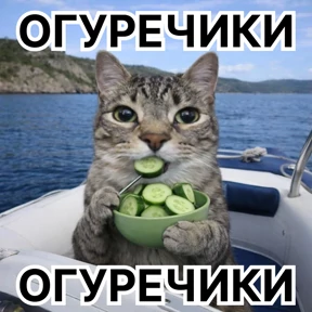 Стикербум_кошки — стикер для MAX