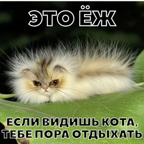Стикербум_кошки — стикер для MAX