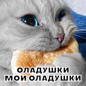 Стикербум_кошки — стикер для MAX