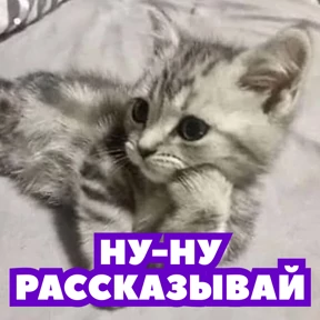 Стикербум_кошки — стикер для MAX