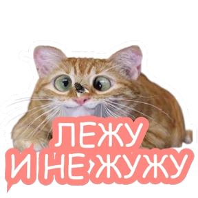 Стикербум_кошки — стикер для MAX