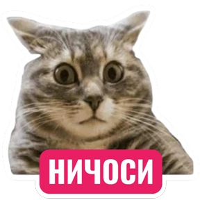 Стикербум_кошки — стикер для MAX