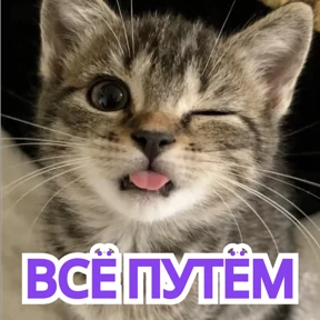 Стикербум_кошки — стикер для MAX