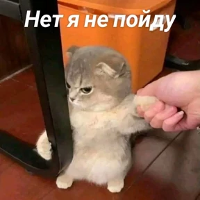 Стикербум_кошки — стикер для MAX