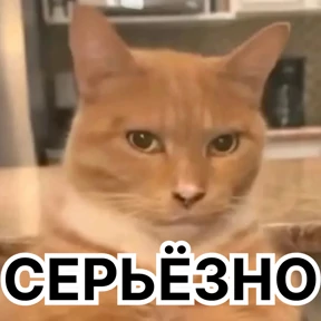 Стикербум_кошки — стикер для MAX