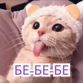 Стикербум_кошки — стикер для MAX