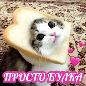 Стикербум_кошки — стикер для MAX