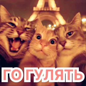 Стикербум_кошки — стикер для MAX
