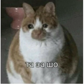 Котечки — стикер для MAX