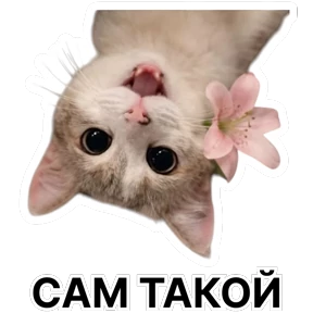 Стикербум_кошки — стикер для MAX