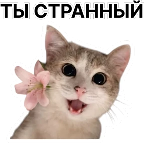 Стикербум_кошки — стикер для MAX