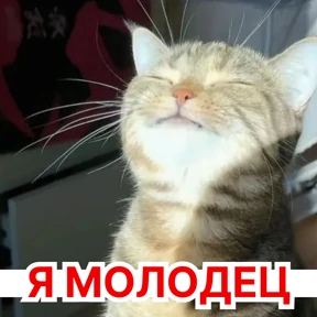 Стикербум_кошки — стикер для MAX