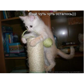 Лови удачу — стикер для MAX