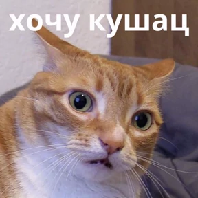Memes 1 — стикер для MAX