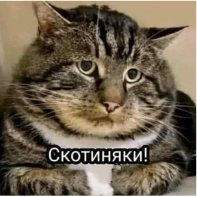 Новый 55 — стикер для MAX