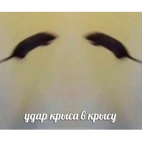 Крыса в крысу — стикер для MAX