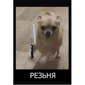 Крыса в крысу — стикер для MAX