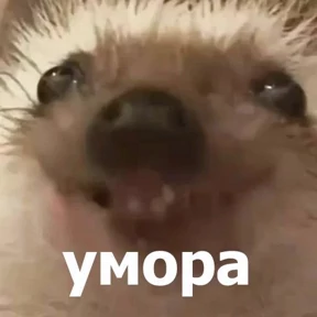 Memes 1 — стикер для MAX
