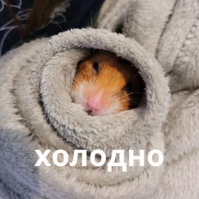 Memes 1 — стикер для MAX