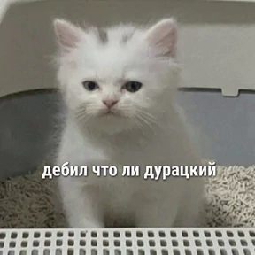 Котечки — стикер для MAX
