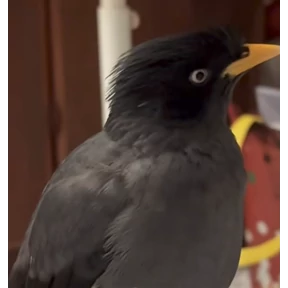 jungle-myna — стикер для MAX
