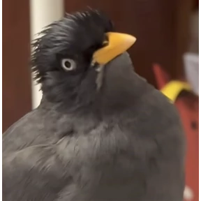 jungle-myna — стикер для MAX