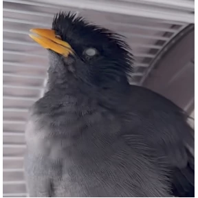 jungle-myna — стикер для MAX
