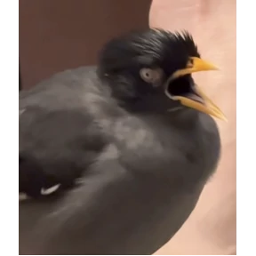 jungle-myna — стикер для MAX