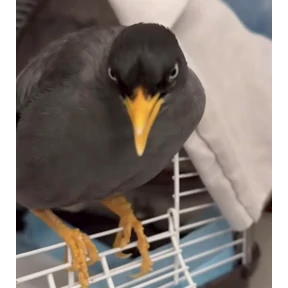 jungle-myna — стикер для MAX