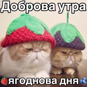 Доброва утра — стикер для MAX