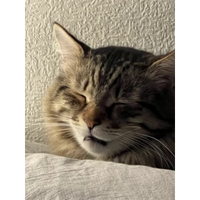 Федя — стикер для MAX
