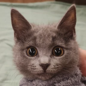 Шмоня — стикер для MAX