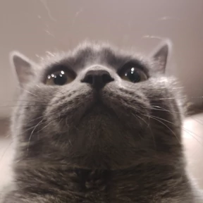 Шмоня — стикер для MAX