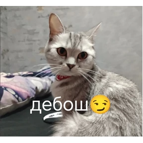 Локально — стикер для MAX