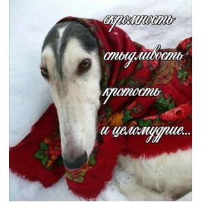 База 126 — стикер для MAX