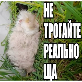 чюпеп — стикер для MAX