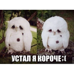 чюпеп — стикер для MAX