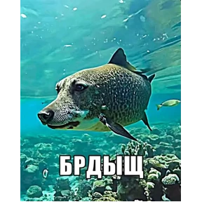 чюпеп — стикер для MAX