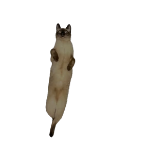 Сим-карта — стикер для MAX