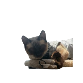 Сим-карта — стикер для MAX