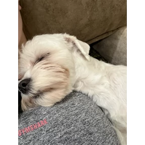 Мы — стикер для MAX