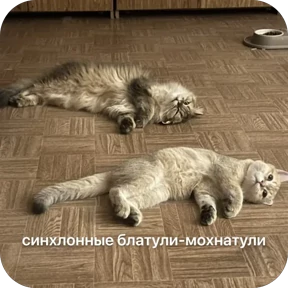Булосьная полисия — стикер для MAX