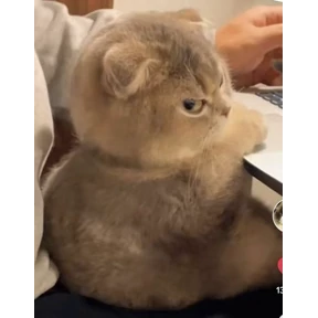 котики-маркотики — стикер для MAX