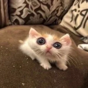 котики-маркотики — стикер для MAX