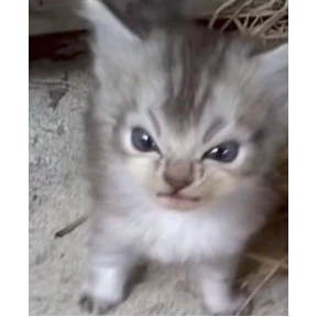 котики-маркотики — стикер для MAX