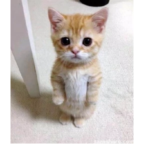 котики-маркотики — стикер для MAX