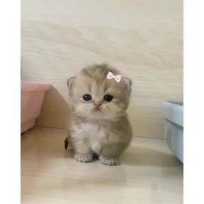 котики-маркотики — стикер для MAX
