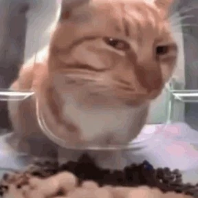 котики-маркотики — стикер для MAX